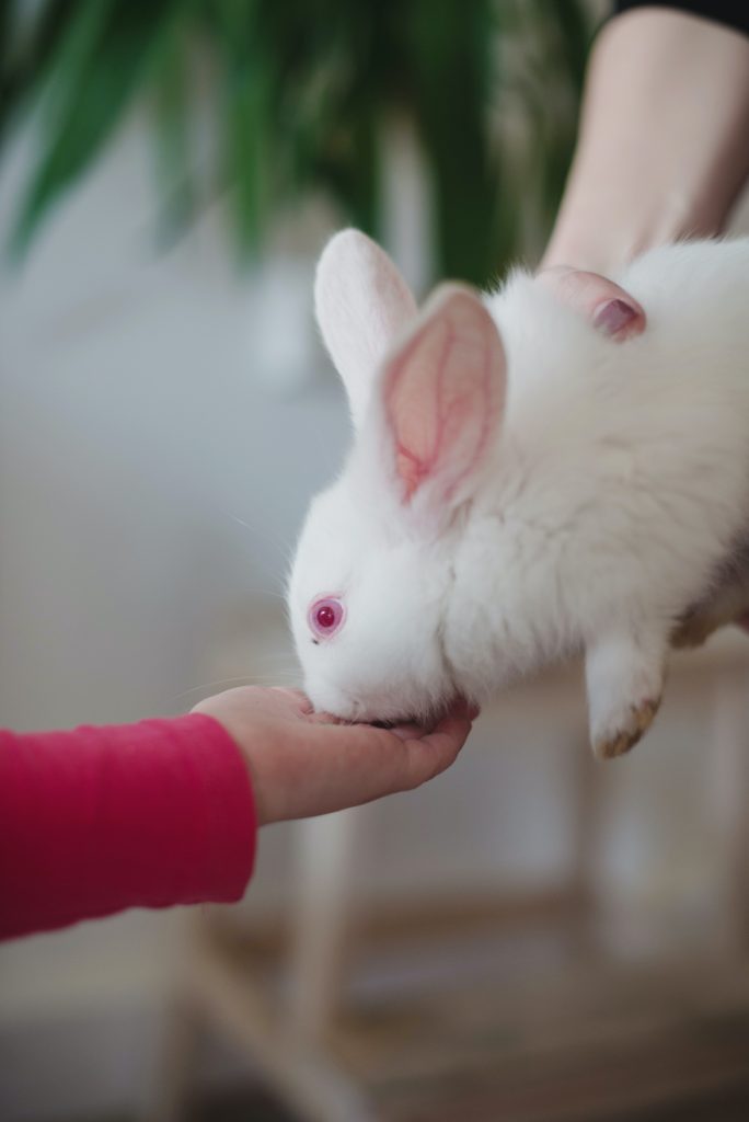 Pourquoi mon lapin ne me lèche pas ?