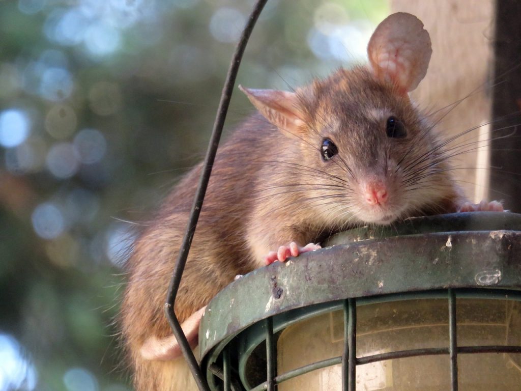 Quels sont les risques de la présence de rats dans une maison ?